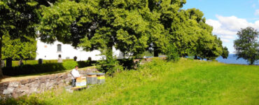 Biodling och honung i Ydre | VISIT YDRE