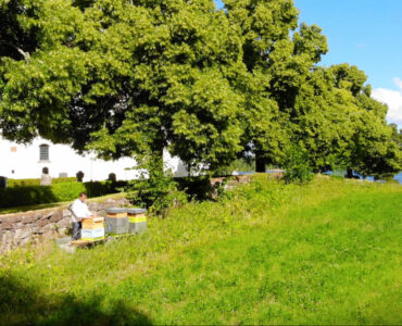 Biodling och honung i Ydre | VISIT YDRE