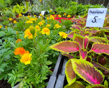 Blommor och Grönt i Ådala - Handelsträdgård | Norra Vi socken, Ydre kommun, Östergötland | VISIT YDRE