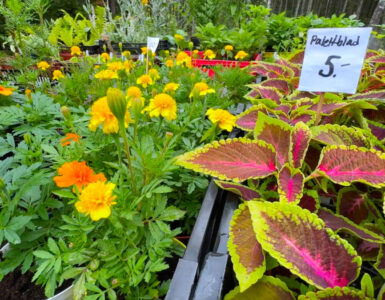 Blommor och Grönt i Ådala - Handelsträdgård | Norra Vi socken, Ydre kommun, Östergötland | VISIT YDRE