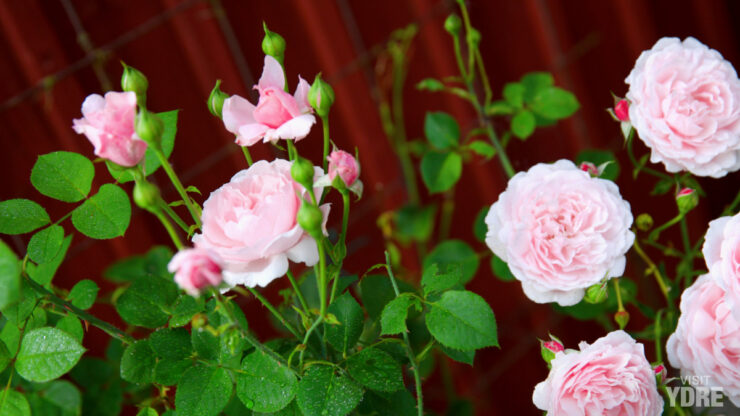 Norra Vi-rosen | Norra Vi socken, Ydre kommun, Östergötland | VISIT YDRE