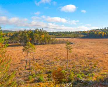 Rocks Mosse Naturreservat | VISIT YDRE