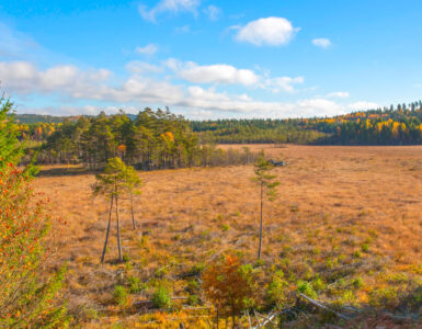 Rocks Mosse Naturreservat | VISIT YDRE